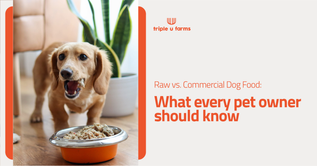 Raw vs. Commercial Dog Food What Every Pet Owner Should Know